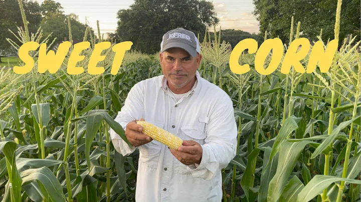 Sweet Corn (Harvest*Clean*C...  Cajun Made Corn Ma...