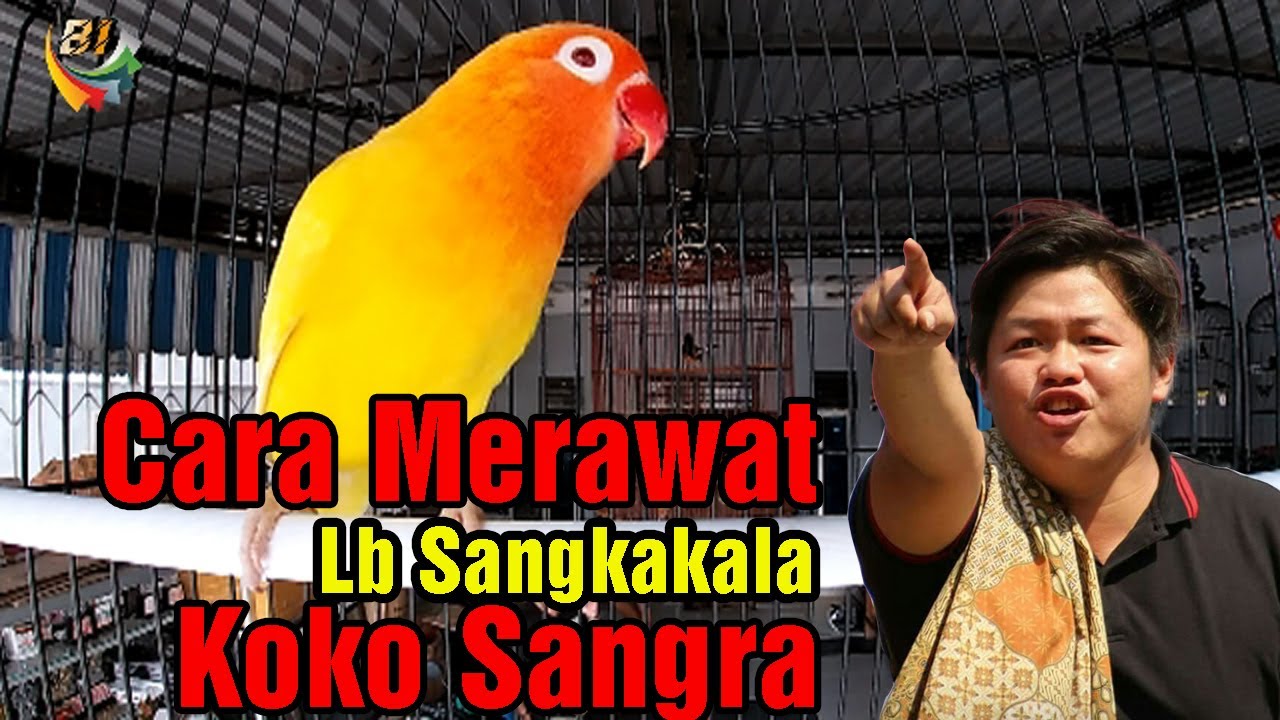 Cara Merawat Lovebird Sangkakala Harian dan Lomba 
