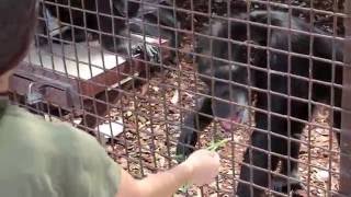 Rescued chimpanzees enjoy lunch