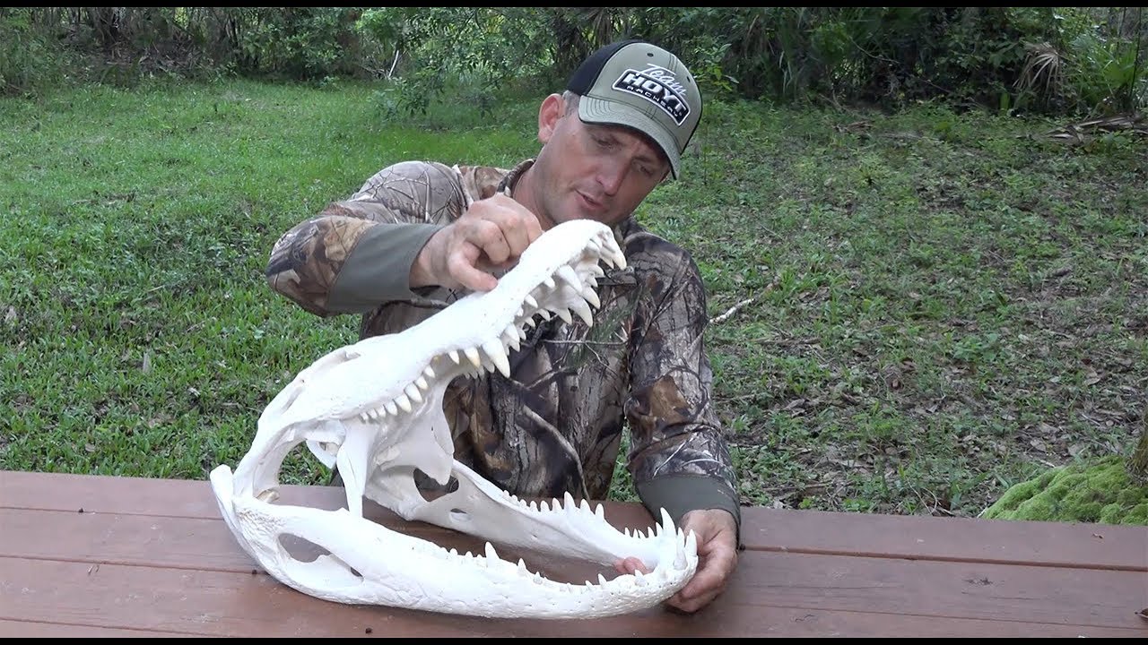 How to Euro Mount an Alligator ft. Whitebone Creations YouTube
