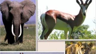 Dan Tanaskovics African Vacation