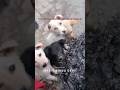 dog lover #dogshorts #saveanimals #streetdogs #ytshorts #animalrescue #vikramsarkar #wagitachi