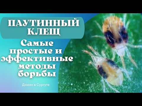 Паутинный клещ. Что делать? Простые и эффективные методы борьбы.