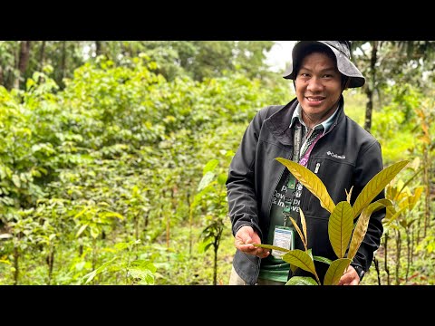 Video: Ano ang clonal nursery?