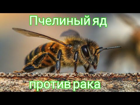 Пчелиный яд против рака!