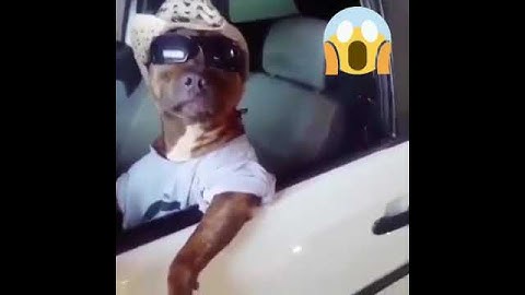 Perro 🐕 sinverguenza