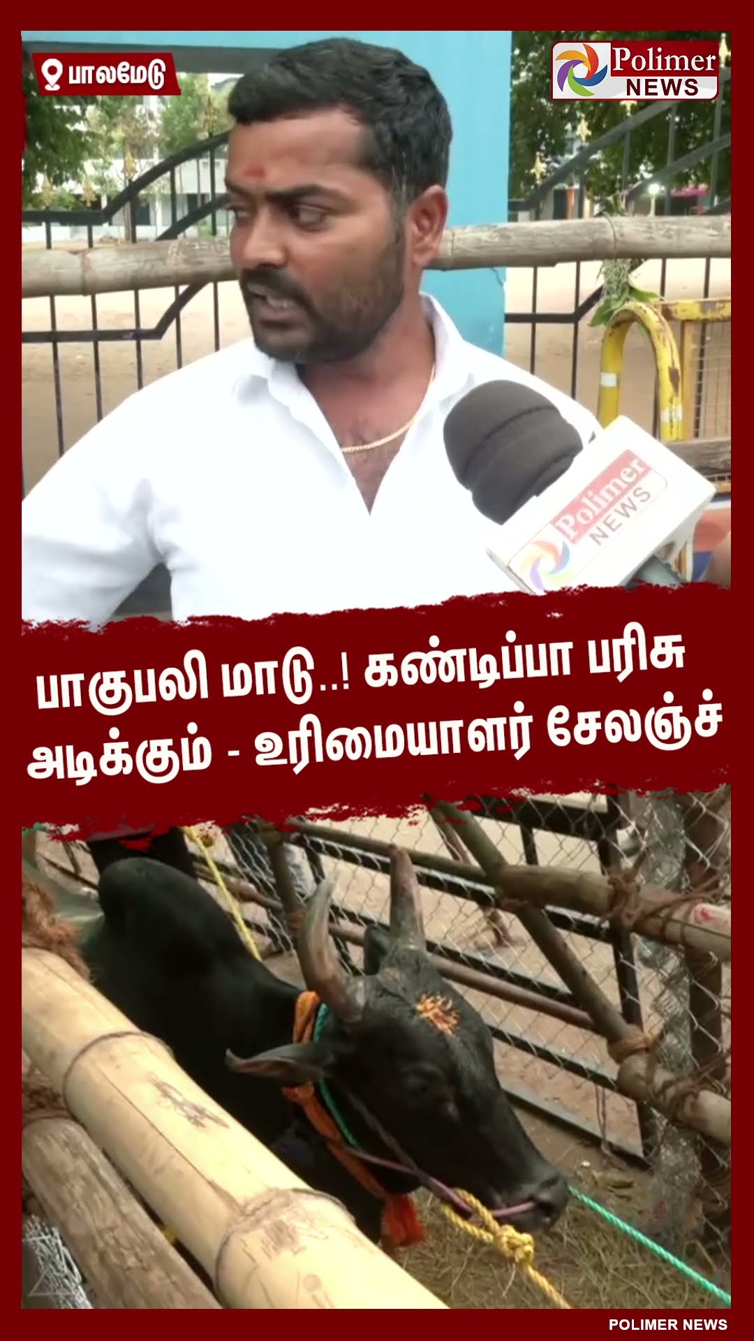 பாகுபலி மாடு..!! கண்டிப்பா பரிசு அடிக்கும் - உரிமையாளர் சேலஞ்ச் #shorts | #palamedujallikattu
