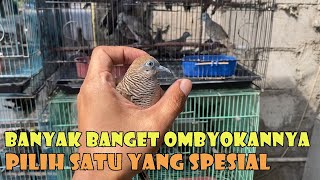 NGOMBYOK DAPAT PERKUTUT PALING BANYAK DICARI