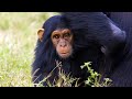 Chimpanzee Behavior and Integration