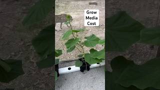 Overcoming the Disadvantages of a Rain Gutter Grow System
