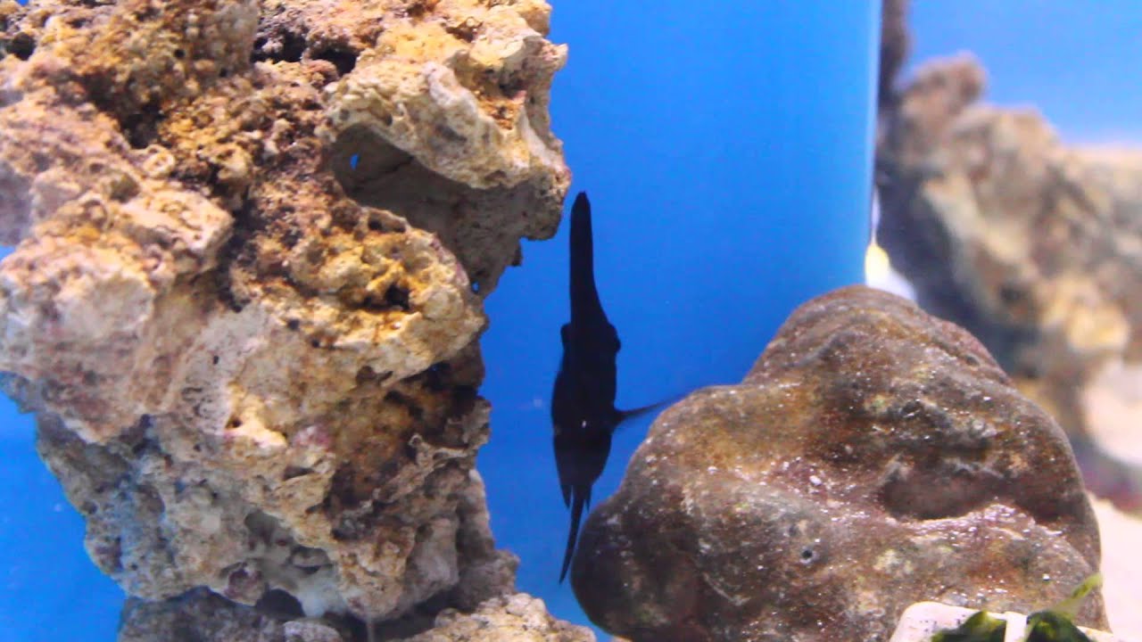 camera iphone 8 plus apk Small Black Tangs at Pacific East Aquaculture #3