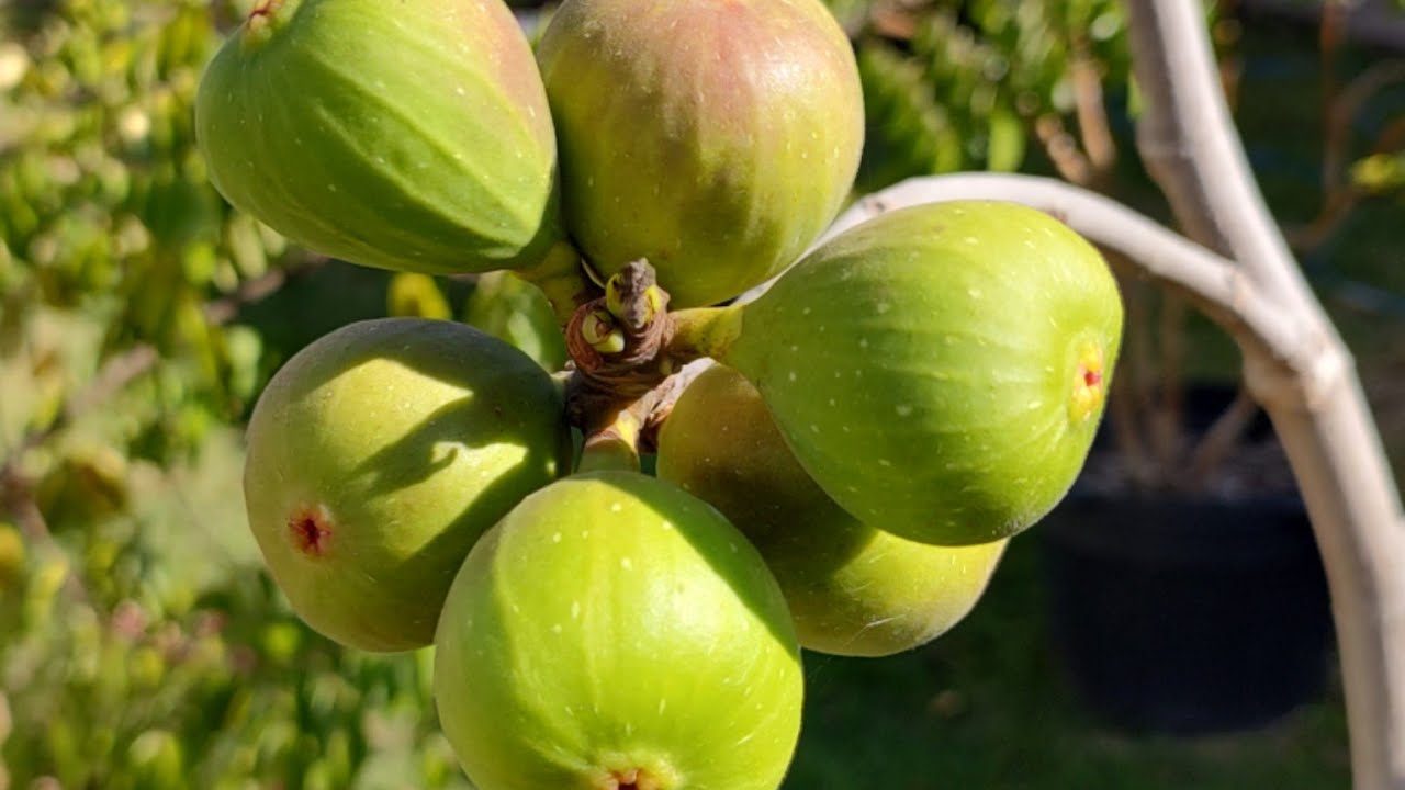 ESSA TÉCNICA FAZ A FIGUEIRA EXPLODIR DE FIGOS.