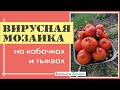 Вирусная мозаика на кабачках и тыквах. Как предупредить и как лечить.