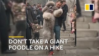 Chinese man carries his 35kg giant poodle down a mountain