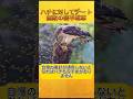 【最強】ハチの攻撃に対して無敵のチート級生物
