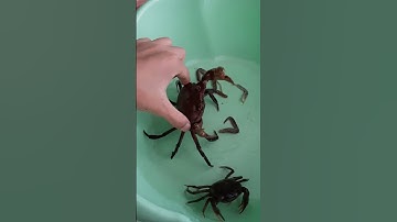 cua đánh nhau gãy càng và chân