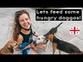 Feeding Hungry Street Dogs To Celebrate 1k Subscribers