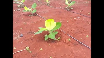 Trồng chuối cấy mô với hệ thống tưới nước nhỏ giọt