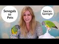 Senegal Parrots as Pets | Living with a Senegal Parrot | Species Spotlight