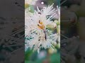 What Do Mosquitoes Eat? Incredible Macro Closeup of Mosquito Drinking Nectar!