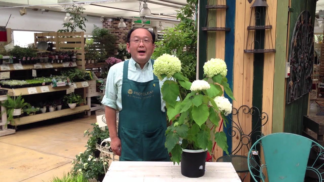 紫陽花の種類が知りたい 白くて小さい妖精のようなあの花はなに ニッポン百識