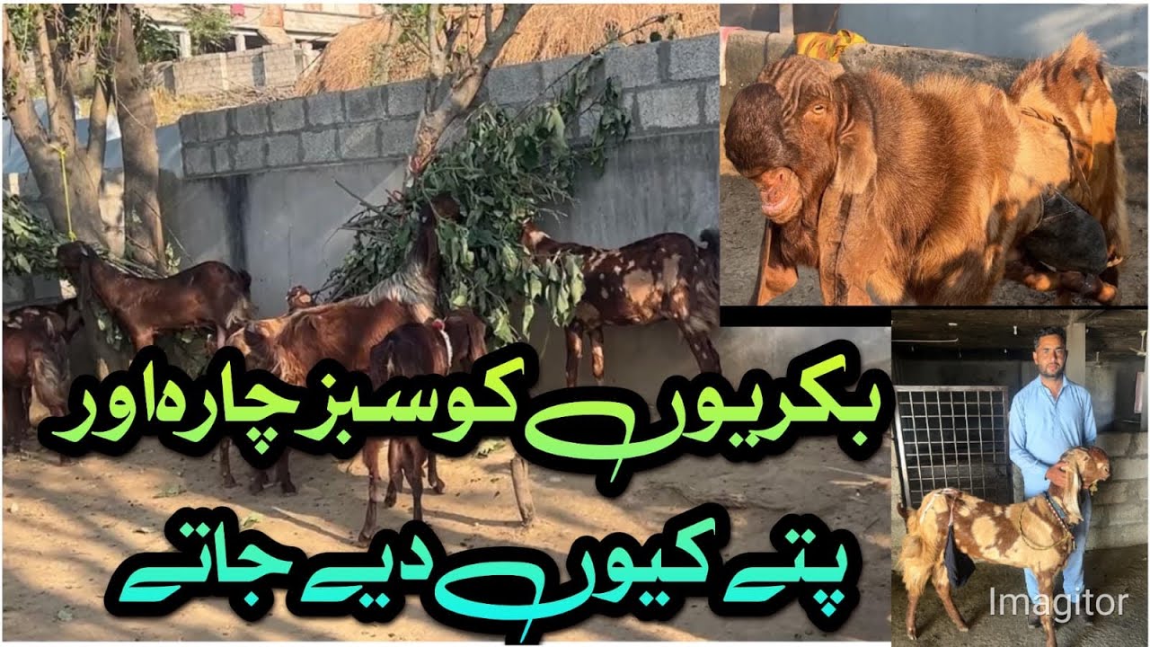 Kiya Bakriuo Ko Patar Day Saktay  Al hadi Goat Farm