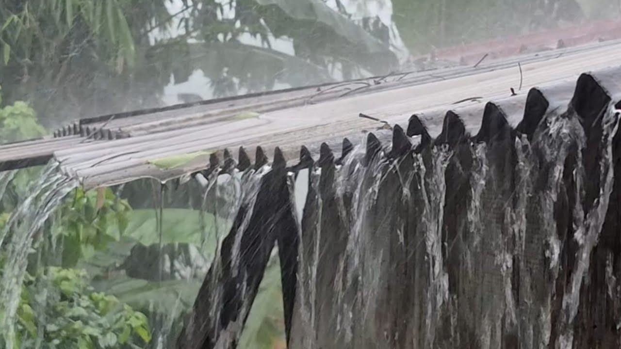 Steady Rain Ambience 🌧️ Peaceful Countryside Rain on Roof | Sleep & Relax