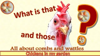 All about chickens Combs and Wattles