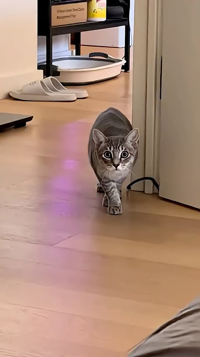 Cute cat actions🤣