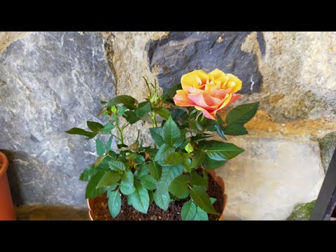 Video: Çiçeklenme Sonrası Süsen Nasıl Budanır? Budama Ve Ayrılma. Solmuş Süsen Ne Zaman Budanır? Yapraklar Ve çiçek Sapları Nasıl Doğru Kesilir?