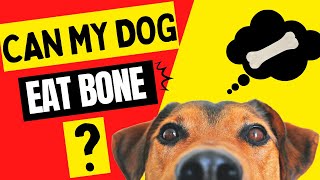 Bones for Dogs: Safe or Risky? What Every Dog Owner Should Know 🦴 🐶