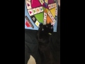 Dante play trivial pursuit