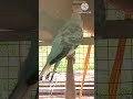 🐦 Cute Budgies Playing Together 💚 So Adorable! 😍 #Shorts #budgies #shortsfeed shortsf