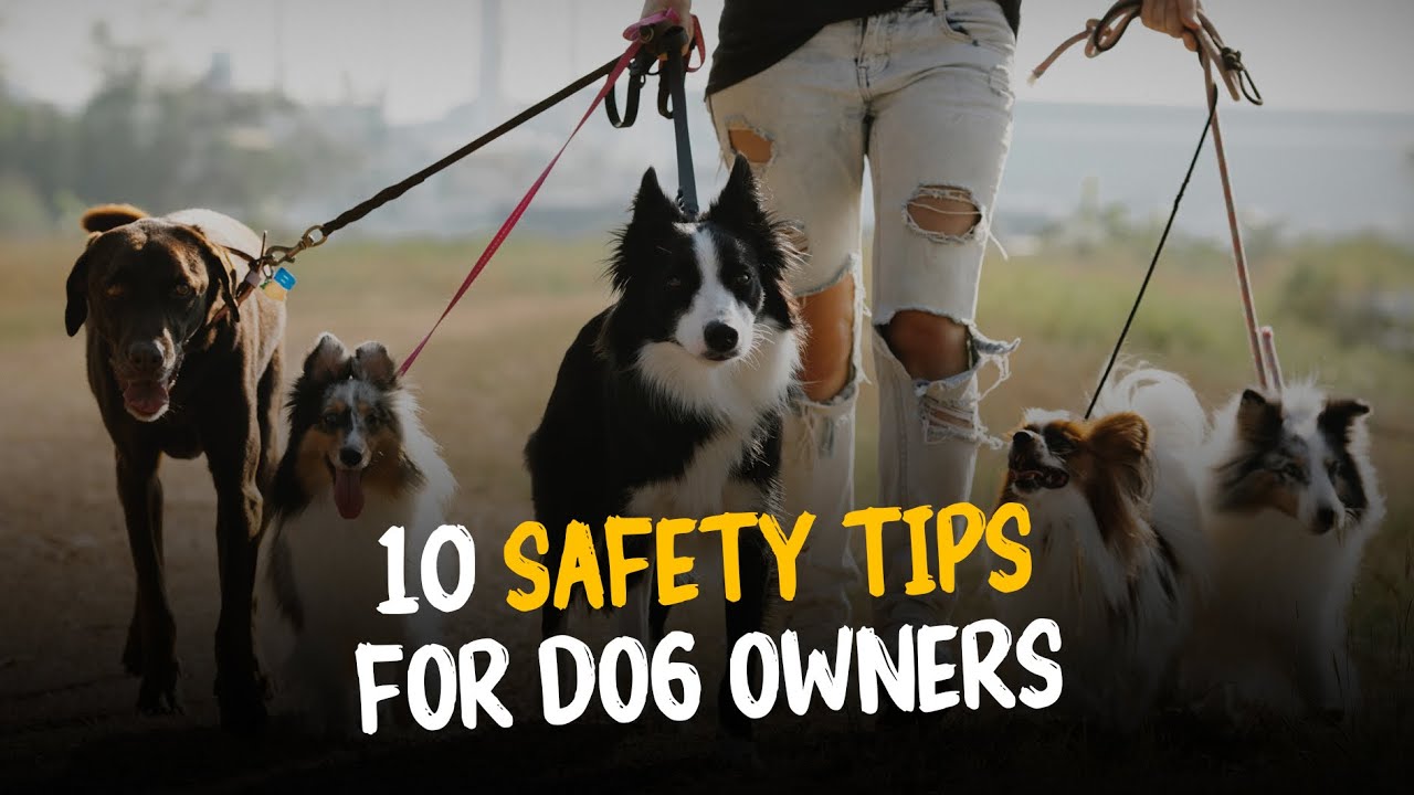 10 Safety Tips For Dog Owners | Must Watch For Every Dog Owner - YouTube