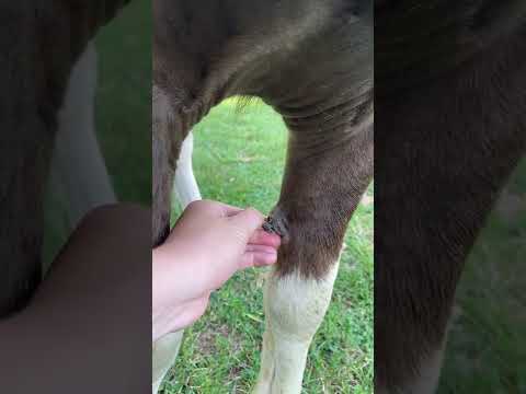 Peeling a Horse’s Chestnut - Satisfying #shorts