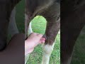 Peeling a horses chestnut  satisfying shorts