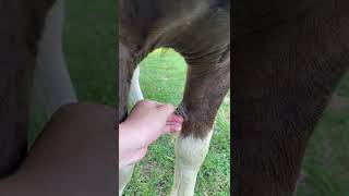 Peeling a Horse’s Chestnut - Satisfying #shorts