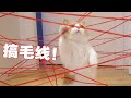 【喵来啦】新年第一战！把猫扔进激光迷宫？猫：搞毛线啊！