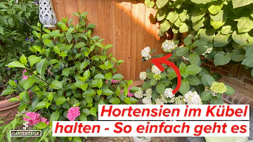 Welche Erde brauchen Hortensien im Kübel?
