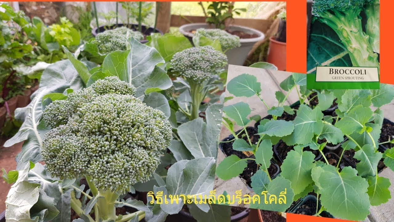 วิธีเพาะเมล็ดบร็อคโคลี่ How to grow broccoli from seeds