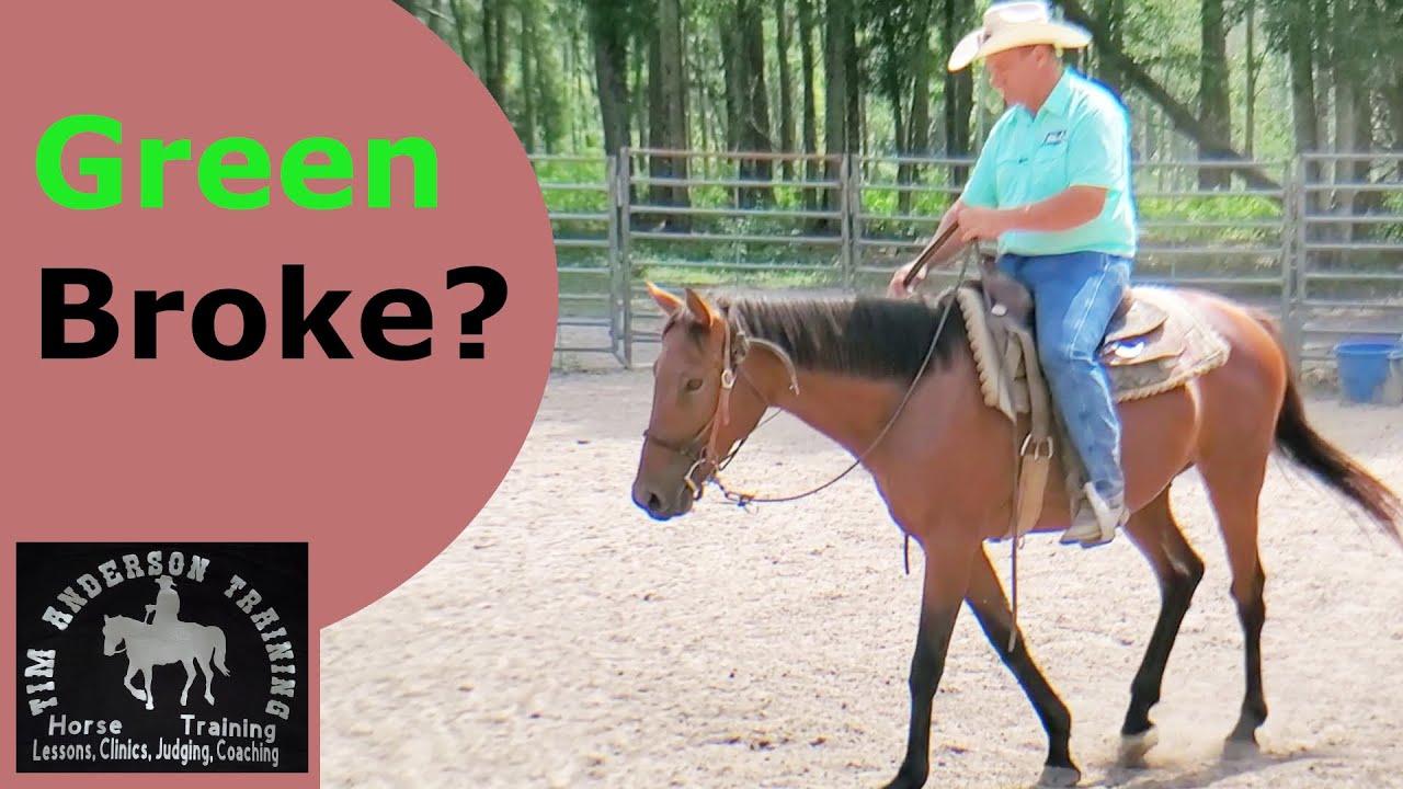 What is a green broke horse and how to get it broke. YouTube