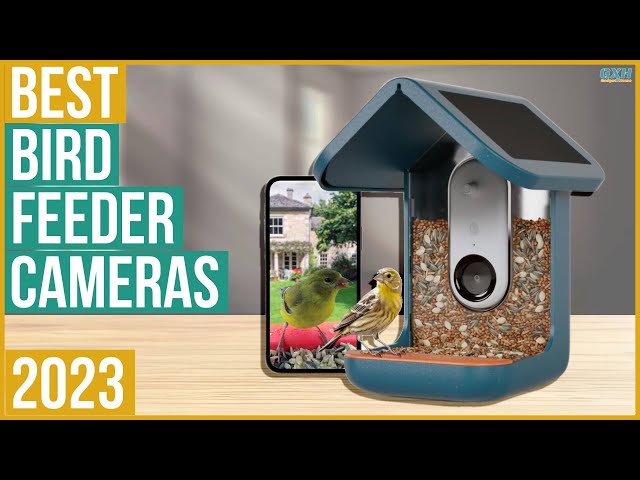 10+ Best Bird Feeder Cameras in 2023