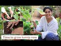 Time To Grow Turnip Now | Garden Up Basics Ep.21