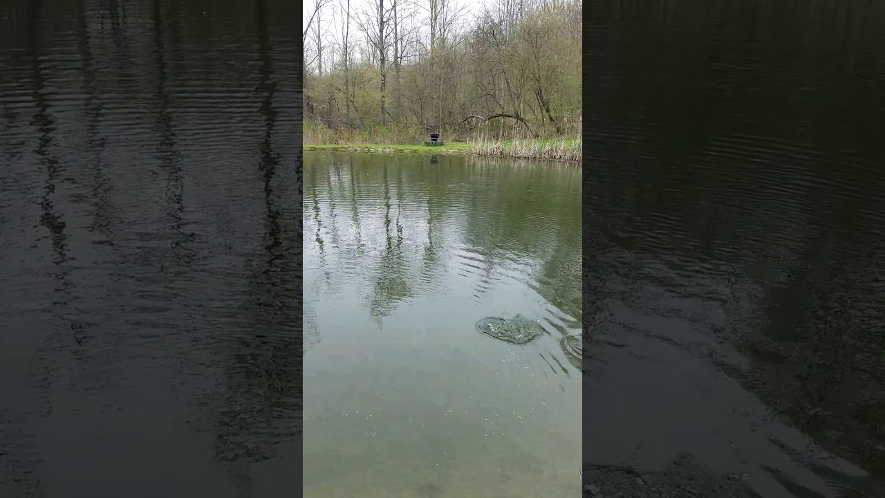 SOLD in 2020 88 Goodrich short video feeding fish in the pond YouTube