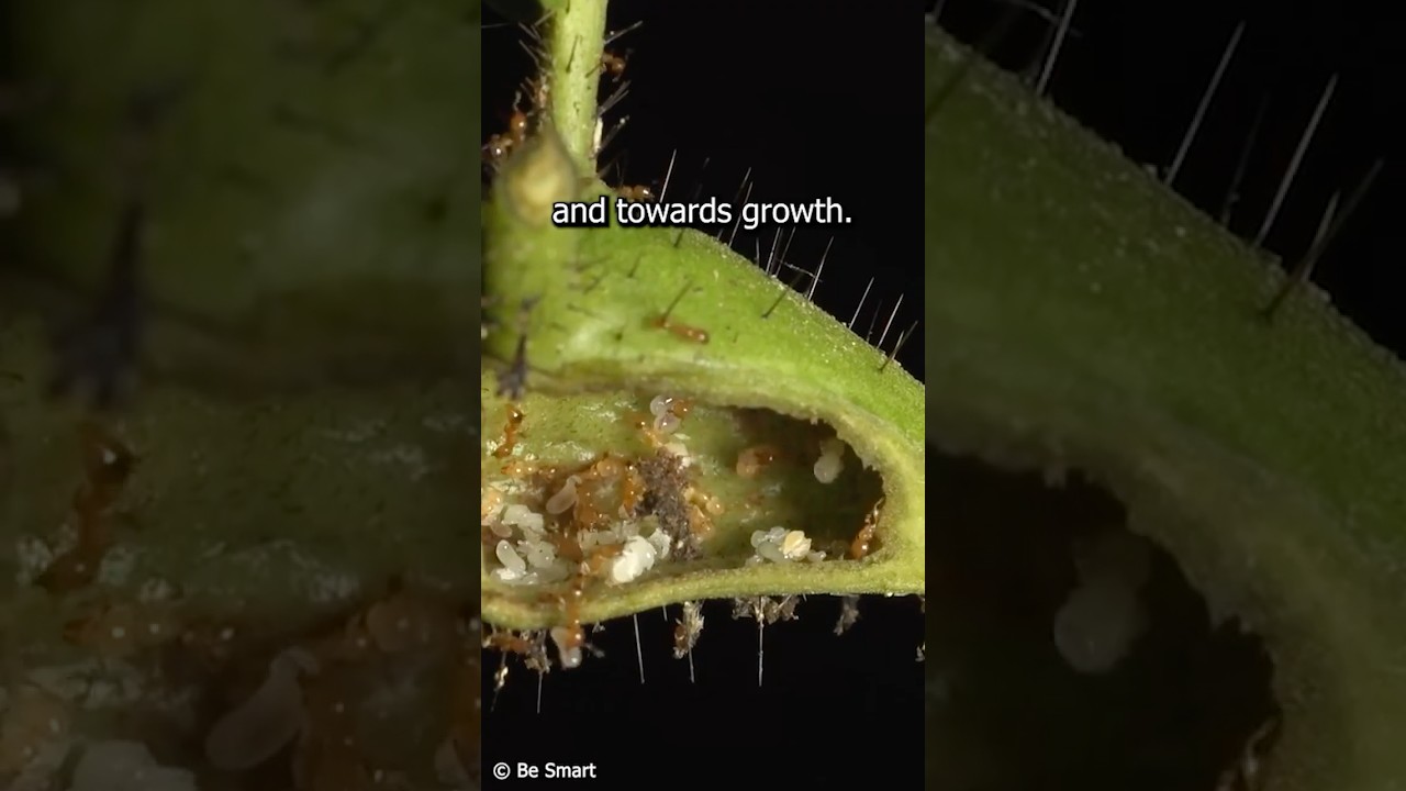 Ants Castrate Plants