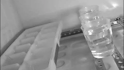 Ice spikes growing in a freezer (time lapse)