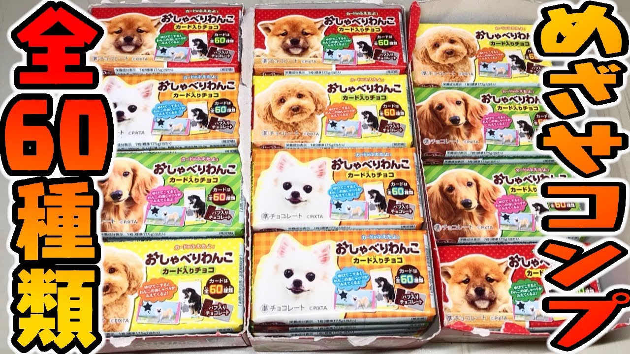 食玩 めざせ犬カード全60種コンプ おしゃべりわんこ カード入りチョコ ３箱 開封レビュー 箱買い シーズー ペキニーズまじ大好きすぎる Part2 Youtube