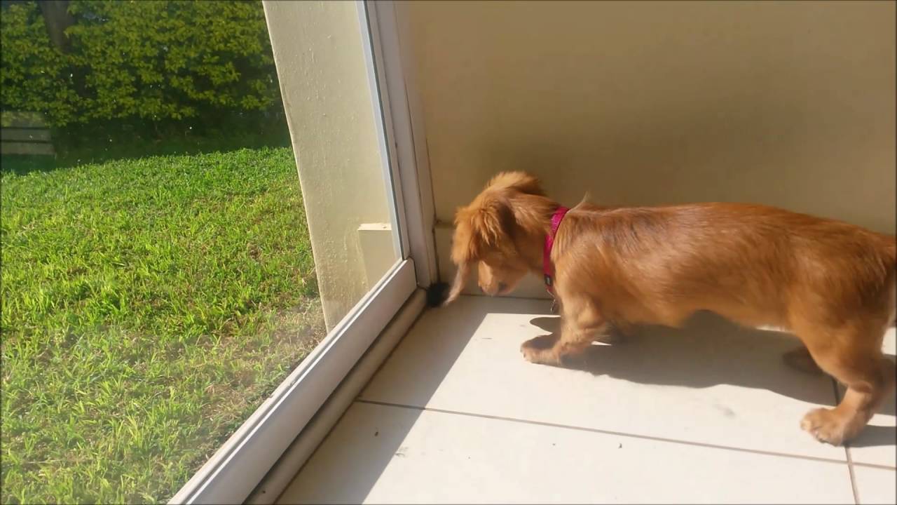 55+ Mini Longhaired Dachshund Full Grown