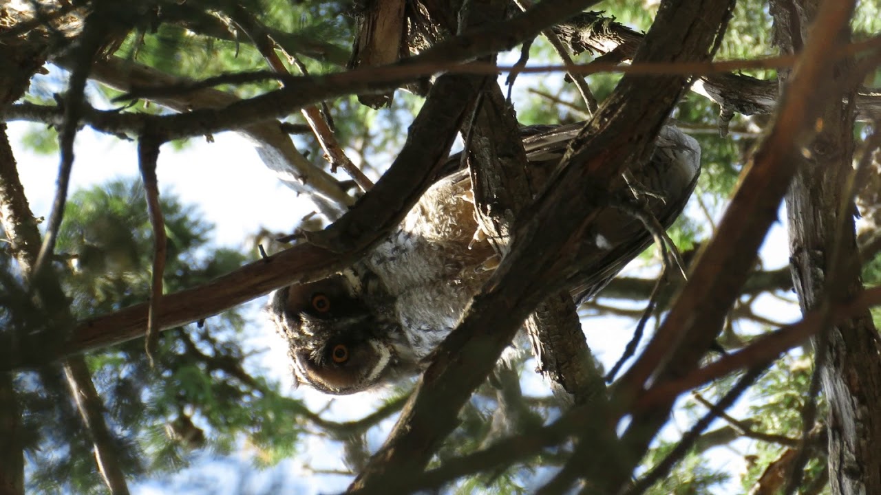 mussol banyut (Asio otus)