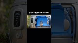 ゴジュウカラちゃんの休息#北海道野鳥LIVE#birdwatching#birdfeeder#野鳥観察#定点観測#北海道#hokkaido